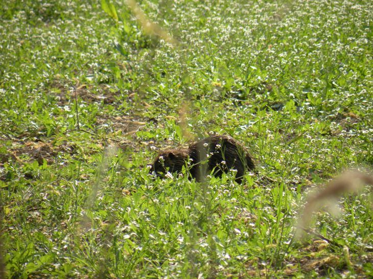 Nutria - Fiume Sile, presso Treviso